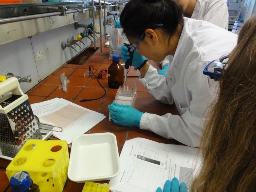 Beim Bestücken des Elektrophoresegels ist höchste Konzentration gefragt  